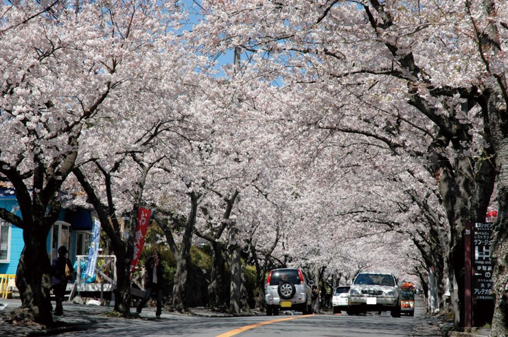 約3kmにわたる伊豆高原の桜並木。3月中下旬～4月上旬頃にソメイヨシノが開花することで「桜のアーチ」や「桜のトンネル」と呼ばれ、伊豆を代表する桜の観光スポットとなっている