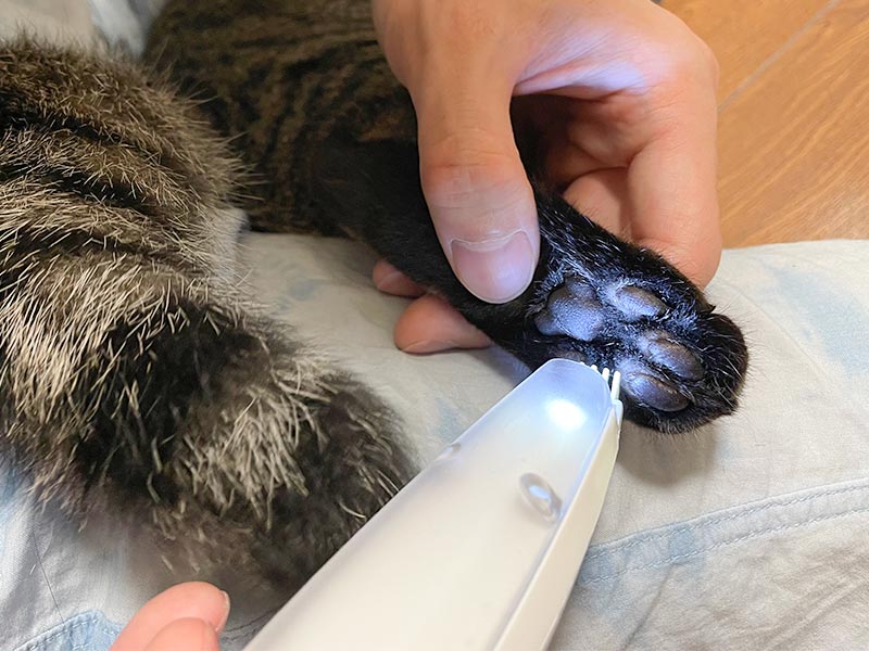 先端にLEDライトを備える