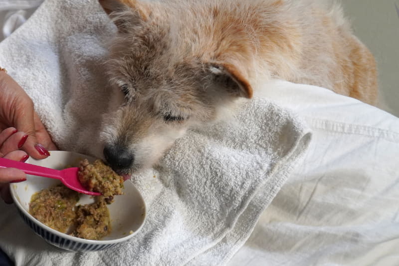 現在は肉汁で茹でた野菜ペースト30g、肉20gを毎日4回。さらに補食としてシニア用ミルクを毎日3回あげています。自力で頭をあげられないので、スプーンで介助が必要です
