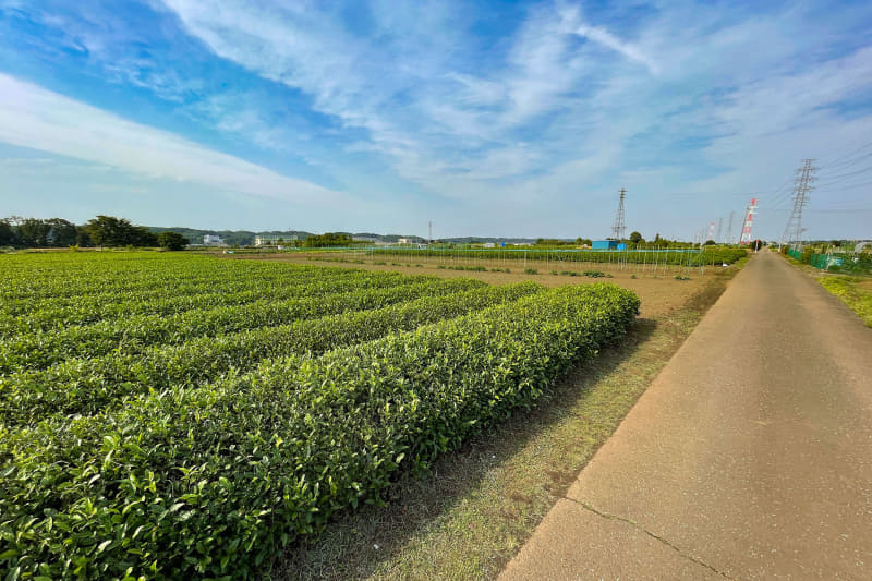 広大な茶畑のなかにある道。ここでも人にほぼ遭遇しません