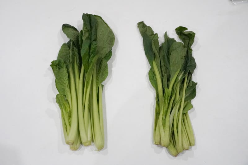 左がアクアの野菜室で保存した小松菜。葉や茎にハリがあります。他社の冷蔵庫(野菜室)では1週間ほどで既にしんなりとしていました