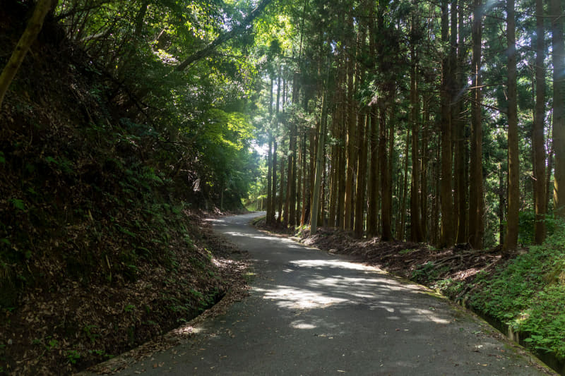 山側に向かって走れば間もなく森のなか。涼しい場所も多いとのこと