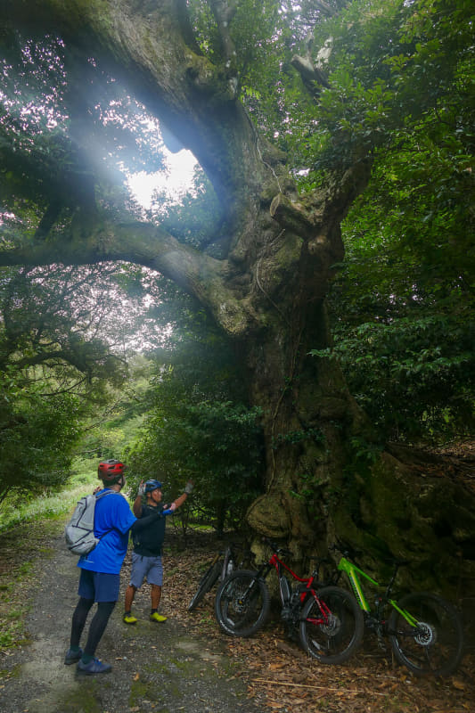 途中にあった巨木の下で休憩。巨岩や巨木、見たことのない風景がたーくさんあります