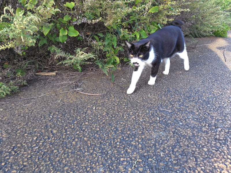 最初は逃げちゃったものの、何度目かで向こうから近づいてきた猫。ニャーニャーいいながら接近してきます