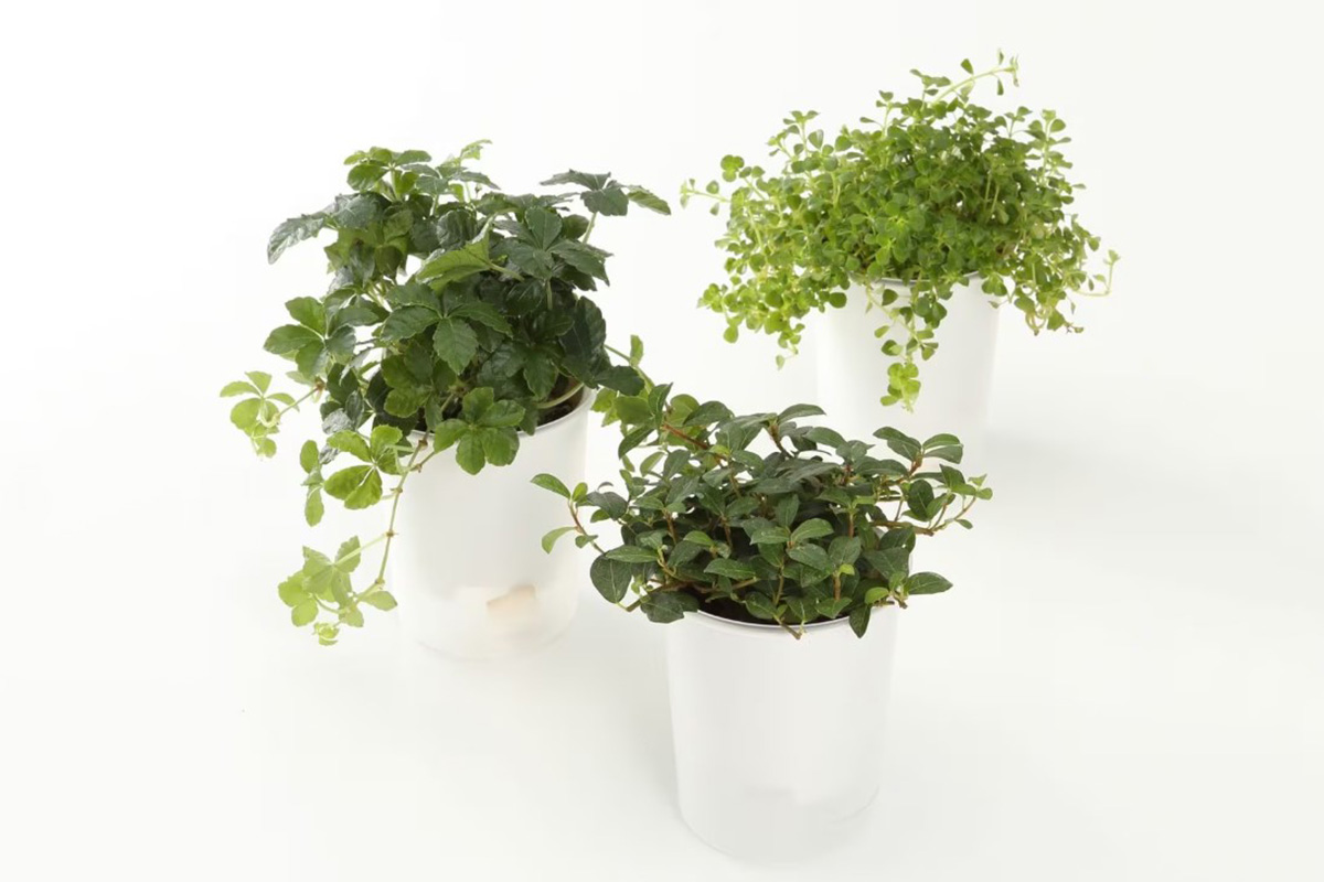 【まとめ買い】底面給水鉢の観葉植物・3号