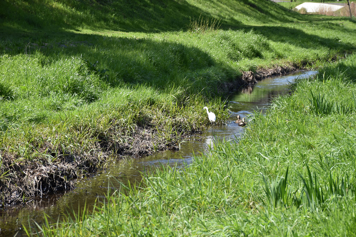 バーベキュー広場すぐ近くの河原