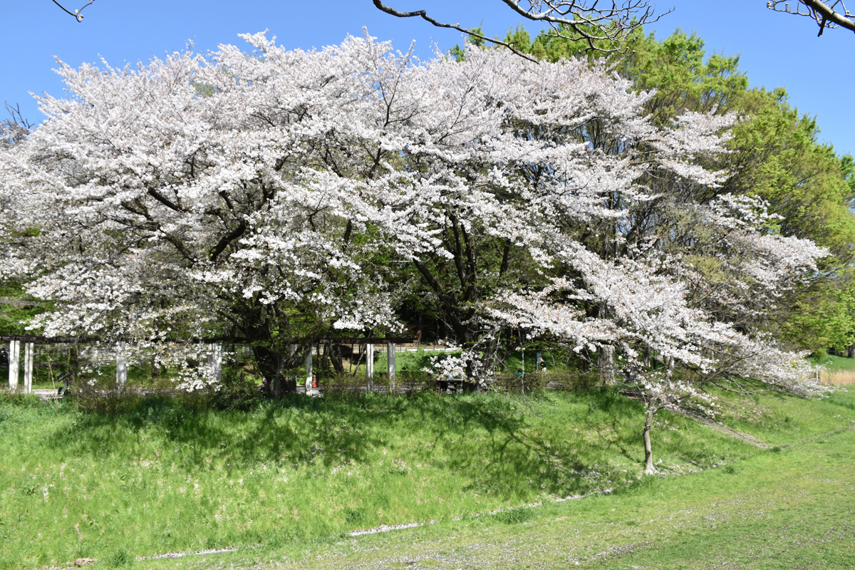 近くでサクラも見られました