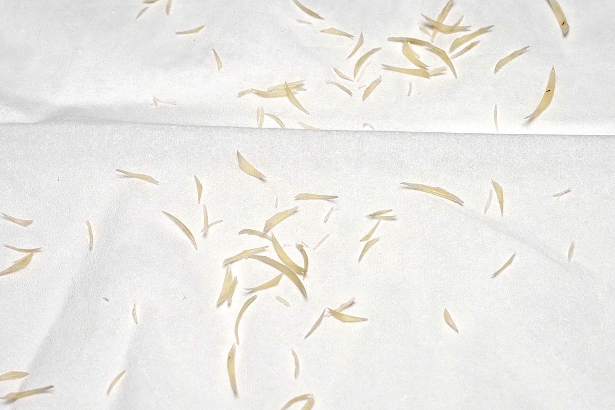 少々お目汚しですが、これはSUWADA爪切りで切った爪先。写真だとわかりにくいのですが、いちばん大きなもので長さ2mmくらいでしょうか。小さなものは長さ0.3mmとか? 要は、爪先のほんの一部だけでも狙って除去できるんです、切れ味が鋭いから