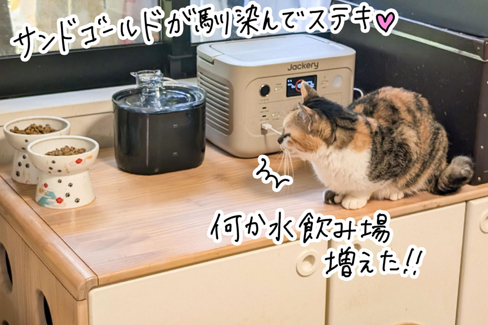 設置したら……さっそく猫が寄ってきた