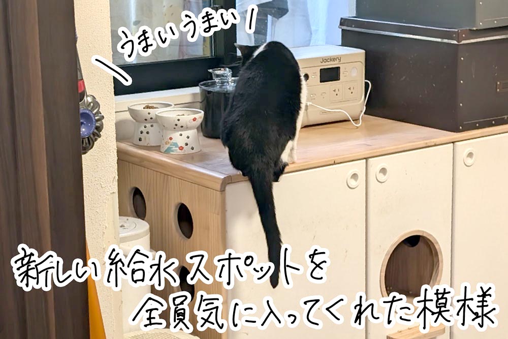 この位置のウォーターボウルを気に入って一番使うように