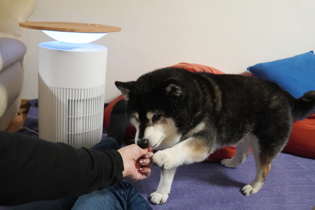犬のなかでも抜け毛の多さで定評のある柴犬に遊びに来てもらいました