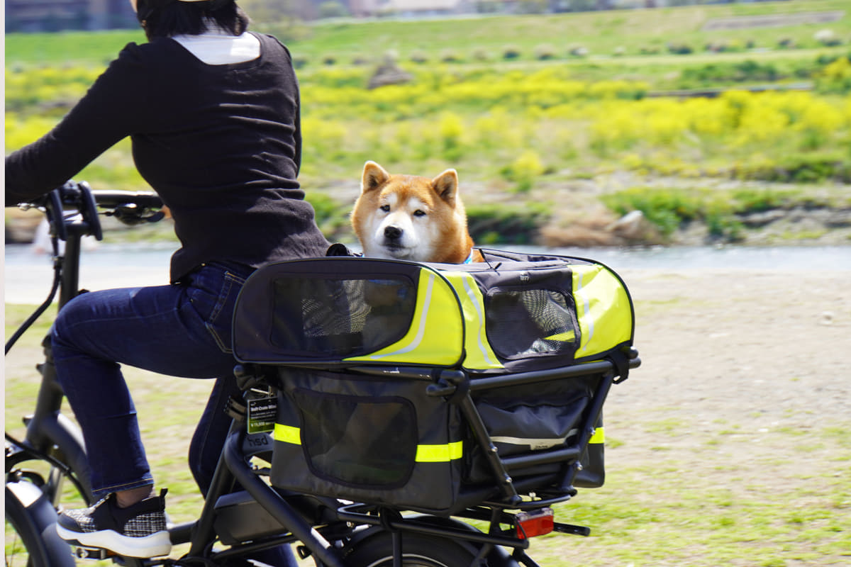 ぶんたくん一家は犬の頭だけ出せる構造の天井カバー「ドッグルーフミニ」が、安全に外が見られるととくにお気に入り