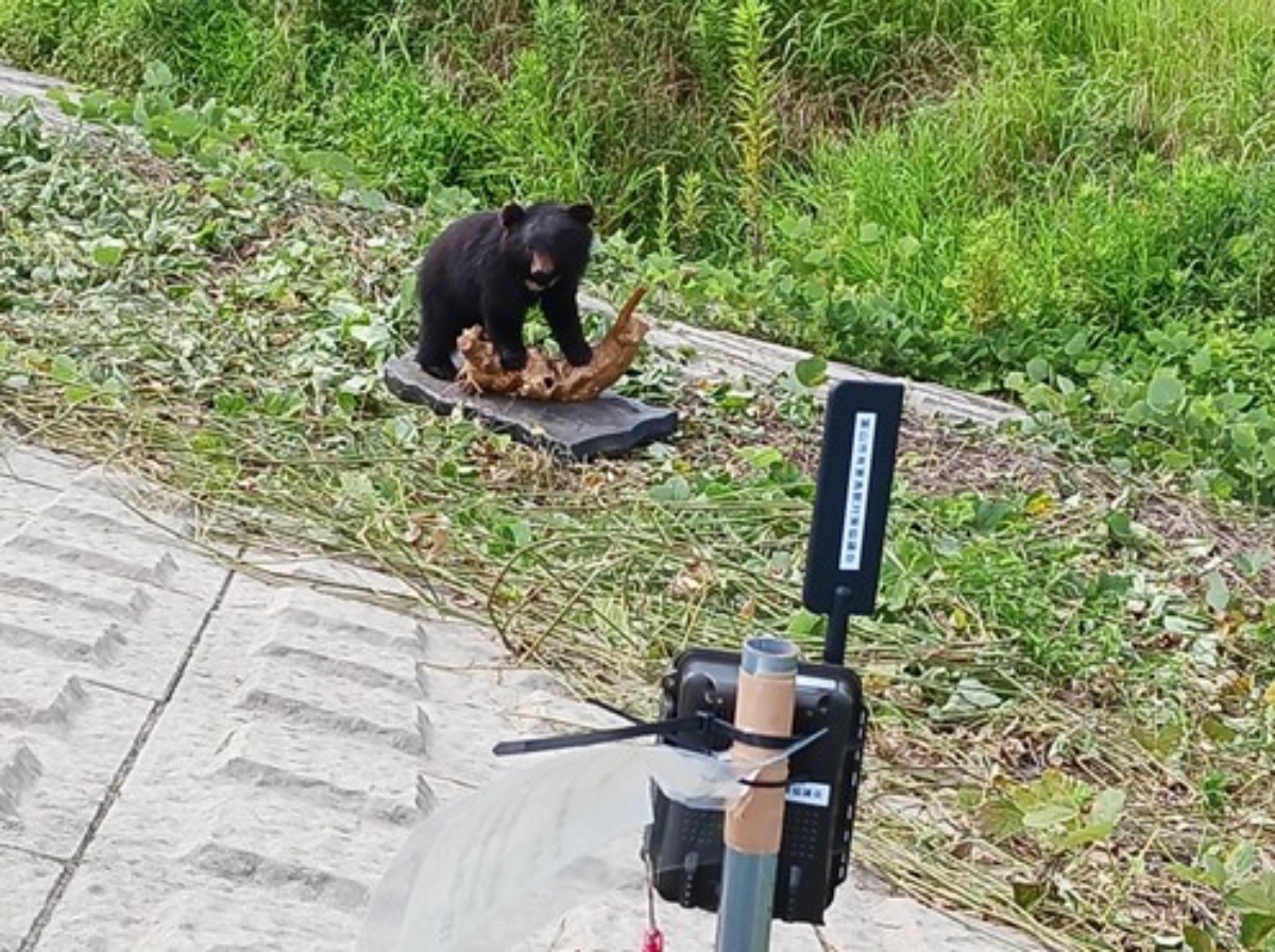 クマのはく製を使用した自動連携試験の様子