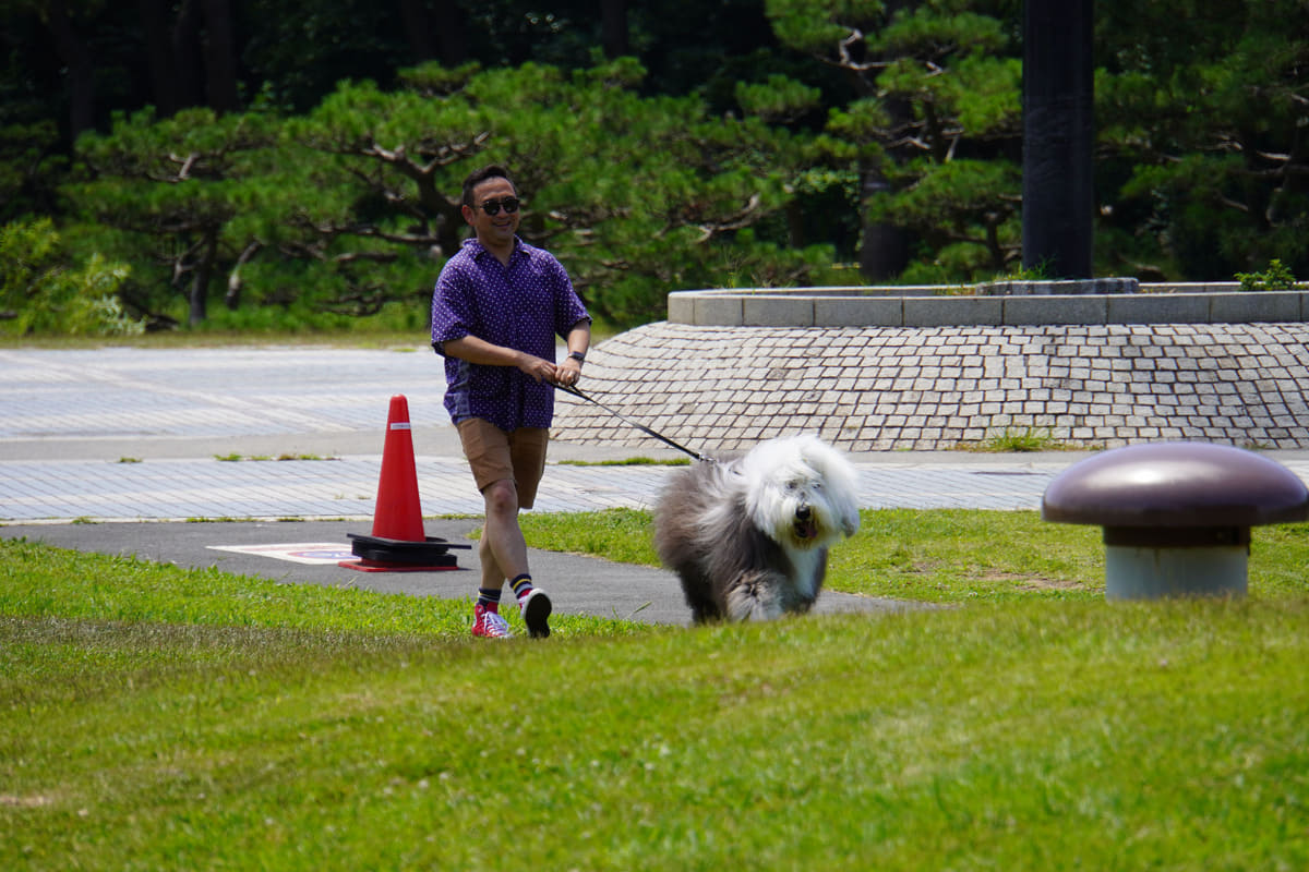 芝生の上は少し涼しいため、芝生広場ではわんちゃんも散歩を楽しむことができました
