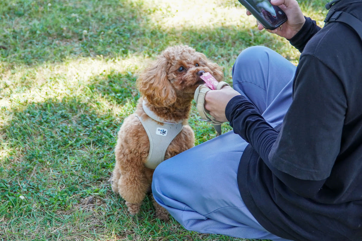 わんちゃんには休憩中にGREEN DOG & CATの<a href="https://www.green-dog.com/shop/products/detail/KNRIKN03-00?srsltid=AfmBOopr_Mf0Lq1KxbLhF4c2Jmf5hmNN-NtxIawBwHN7eX02ay50vDVz" class="n" target="_blank">「くちどけやわらかゼリー りんご」</a>の試食タイムも。凍らせた冷たいゼリーで一時の涼をとることも