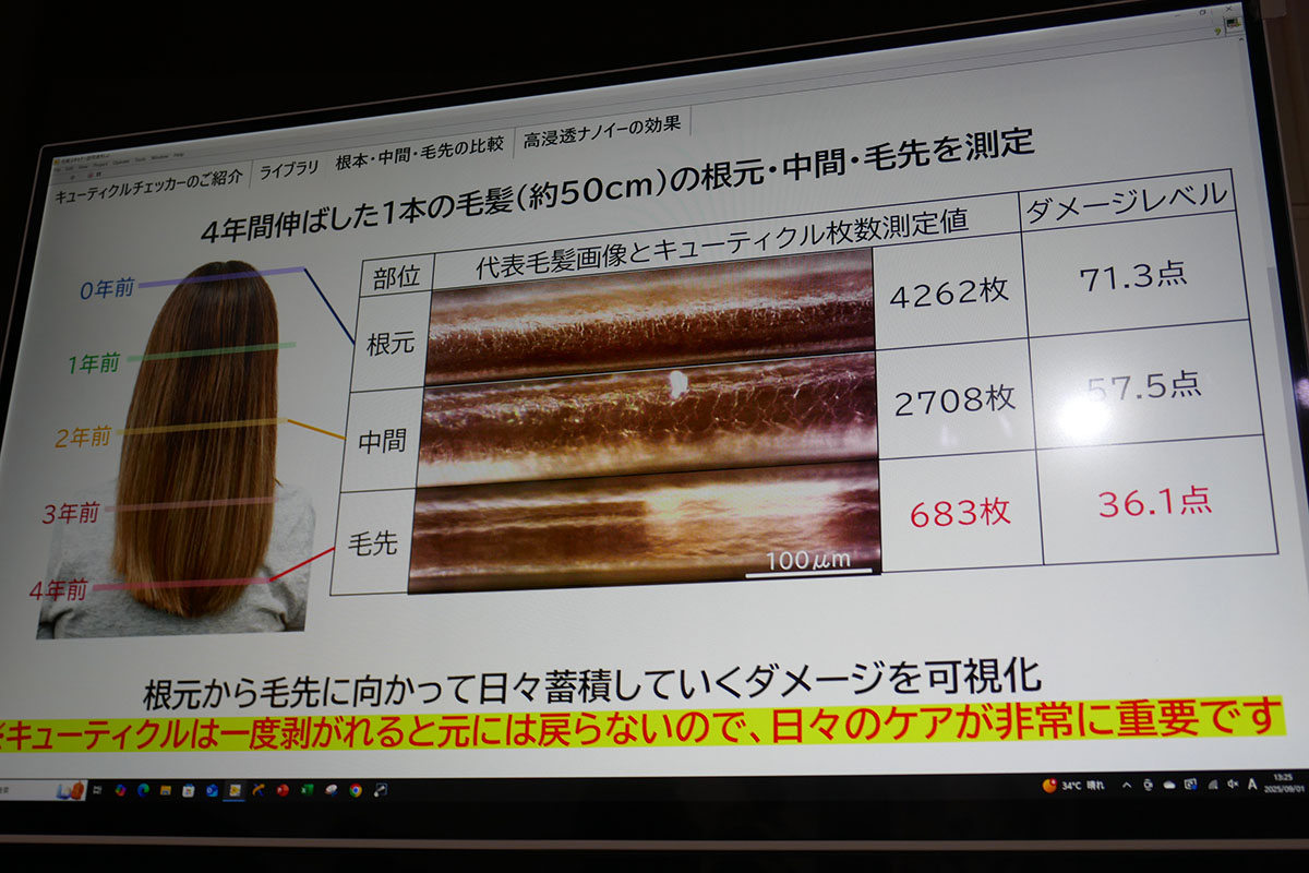 根元と毛先のキューティクルの枚数にはかなりの差がある