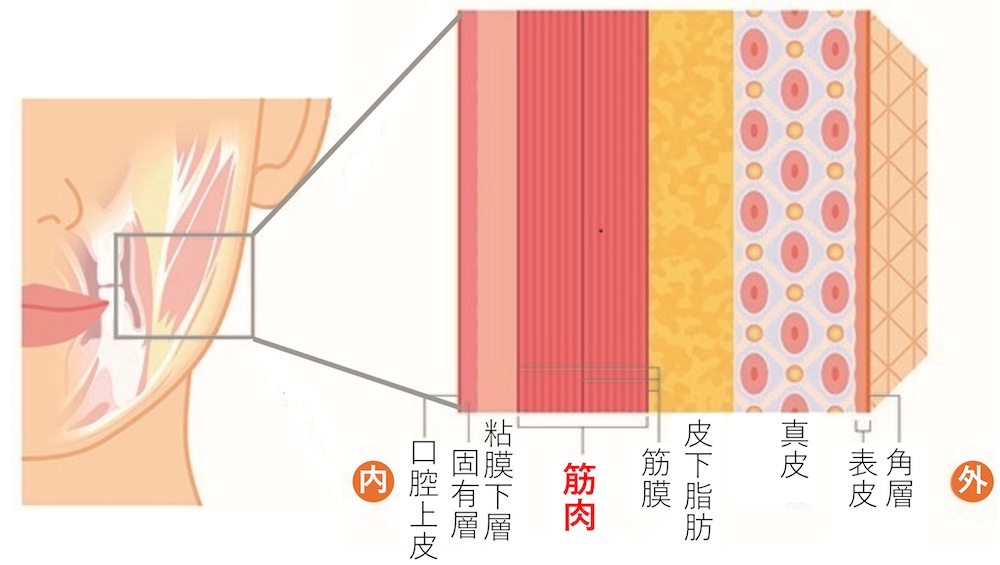 顔の表情をつくるための表情筋の一部は、口の中から非常に近い位置にある