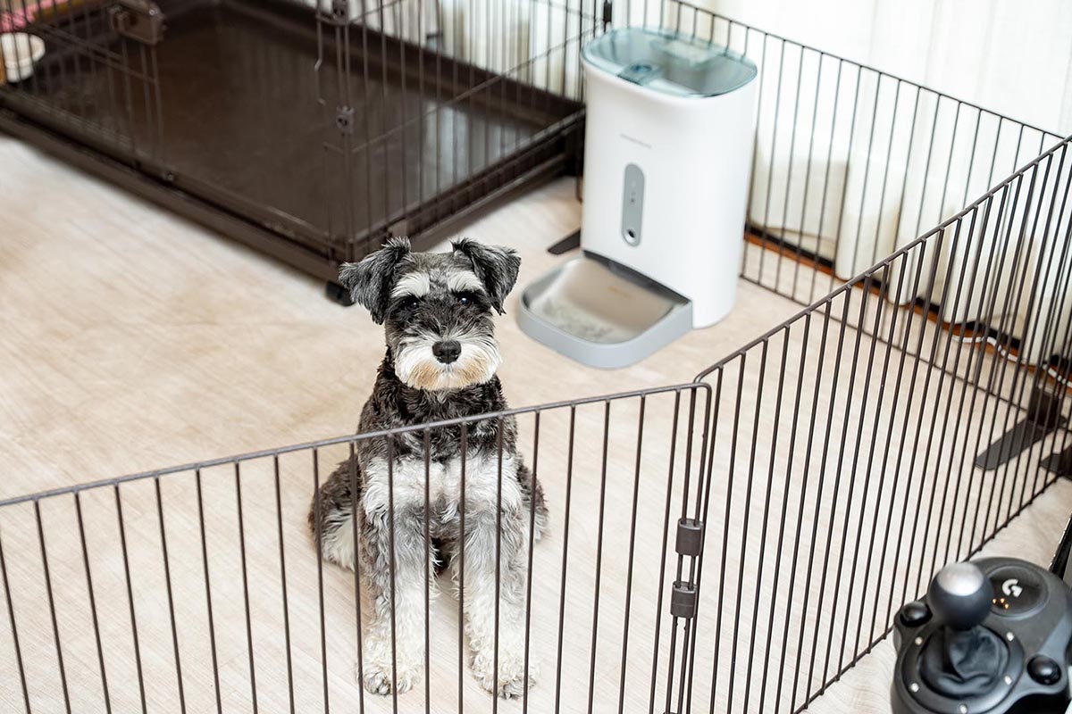 橋本家の愛犬オレオくんと、カメラ付き自動給餌器のカリカリマシーンV2C