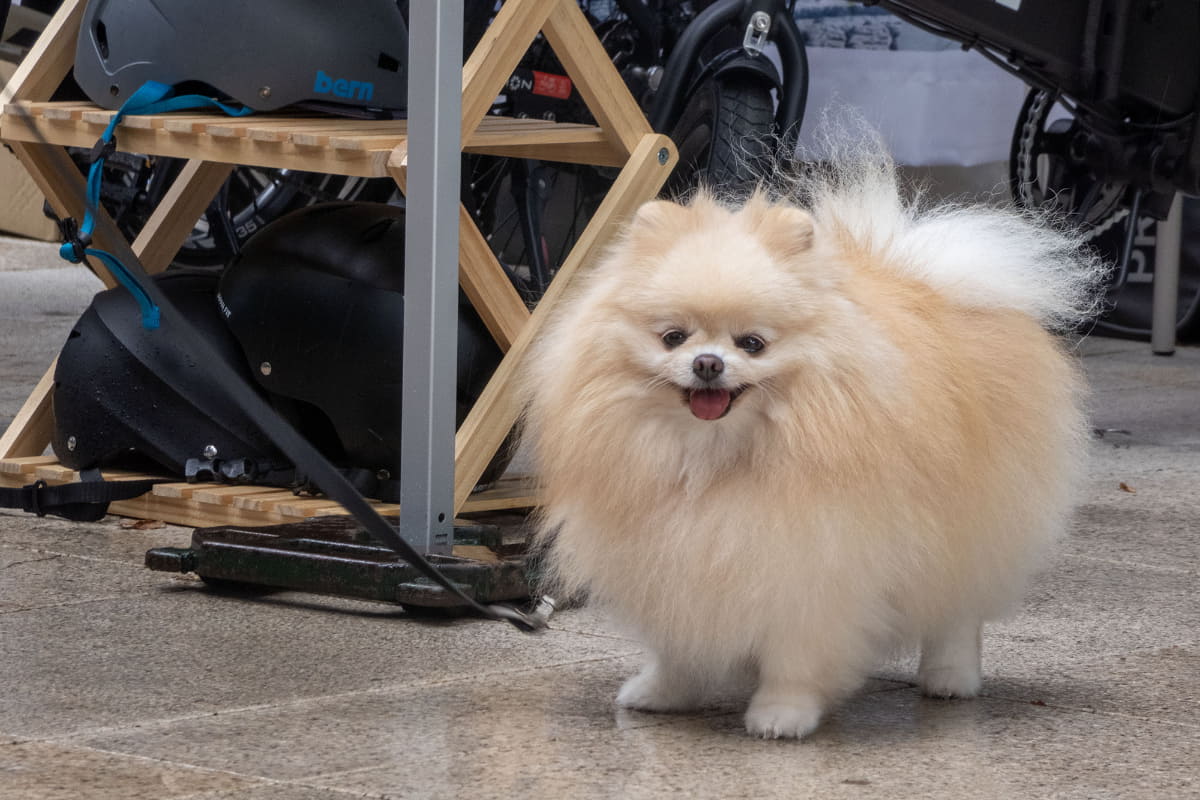 わんちゃんも楽しそう!?