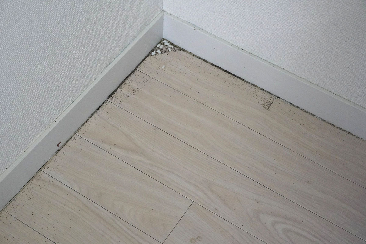 705で掃除した後