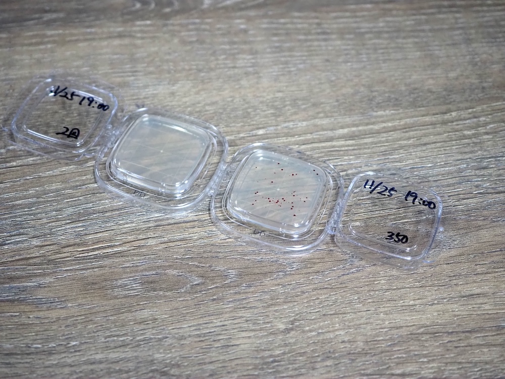 加湿器から採取した水を載せて、ひと晩おいたシャーレ。左が「STEM 500H」から採取したもので、ほとんど菌が見られない。右が、加熱機能のない加湿器から採取したもの。よく見ると菌が繁殖していることがわかる