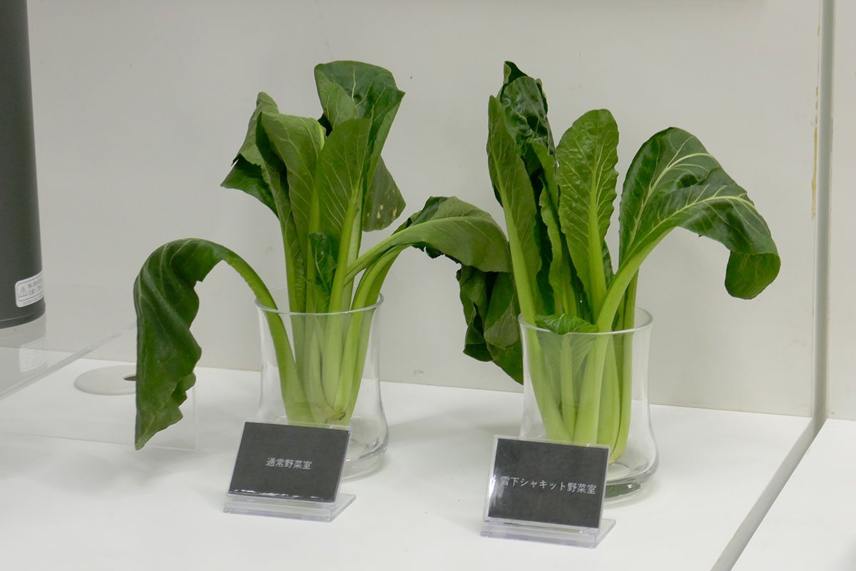 SJ-MF61Rの「雪下シャキット野菜室」では14日間、野菜の鮮度を保持するという