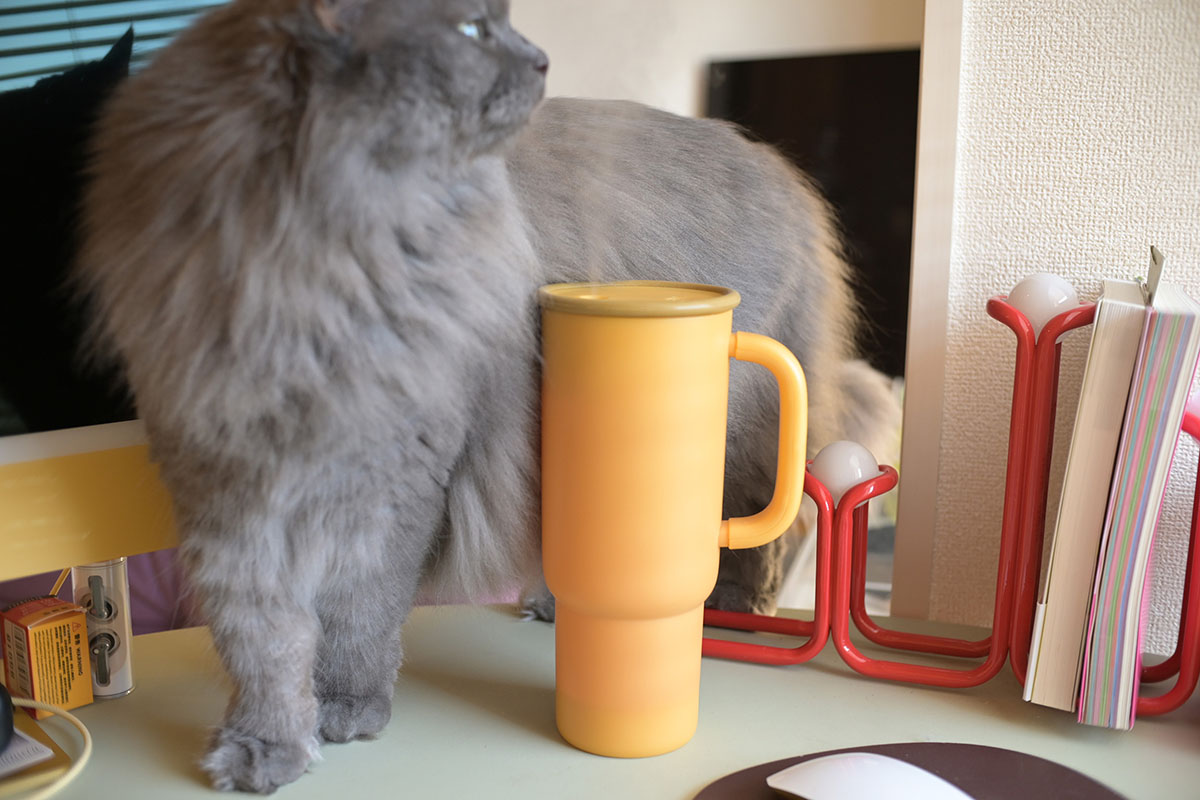 あえて狭そうなモノとモノの隙間を通りたがる、それが猫