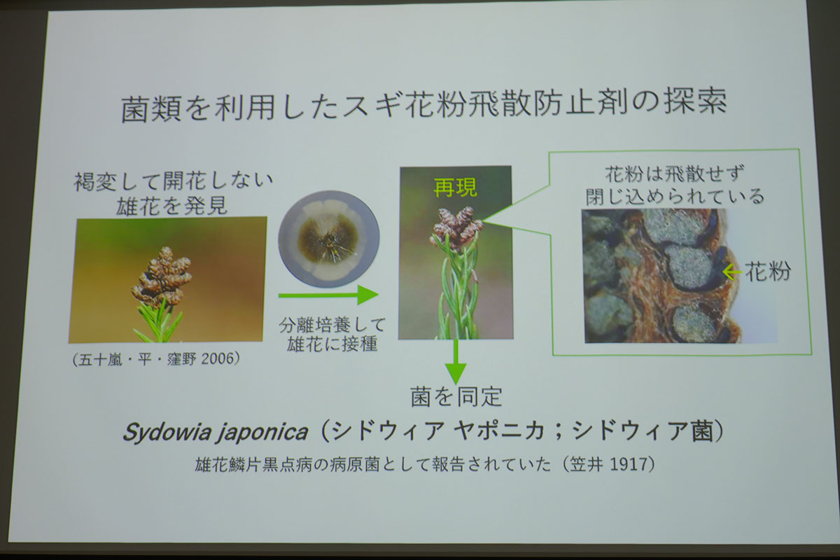 シドウィア菌を利用したスギ花粉飛散防止剤