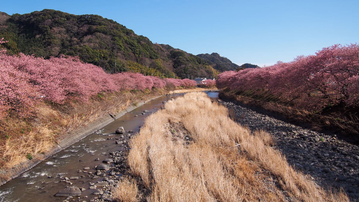 河津桜はちょうど満開の時期。河津川の両岸に続く桜並木は平日でも多くの人が集まり、渋滞も予想されるため自転車でアクセスするのがいい