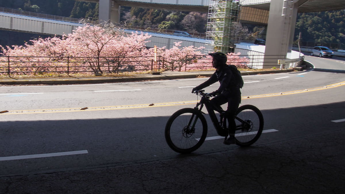 緊張しながらも橋から見える桜がキレイだった