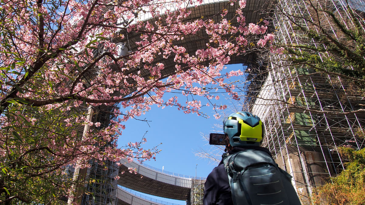 今下ってきたばかりのループ橋と河津桜でパチリ。橋の上とは気温も違う