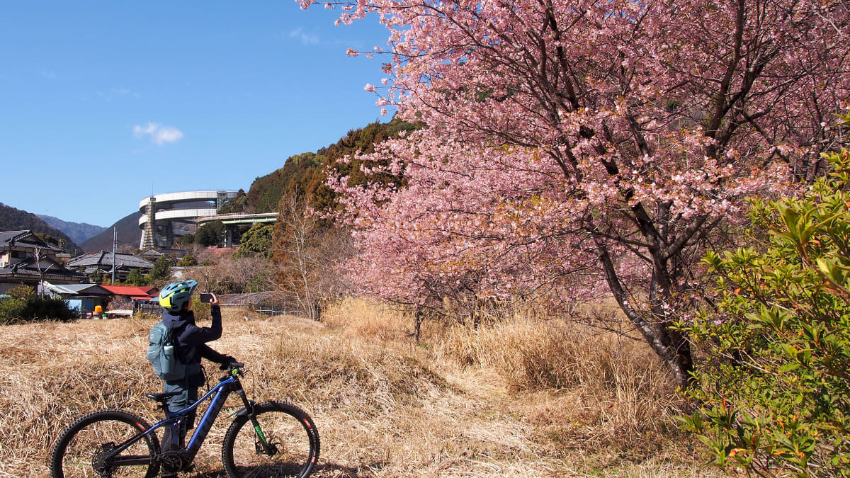 道沿いには随所に河津桜が咲いていて、ループ橋と一緒に写真が撮れるスポットも