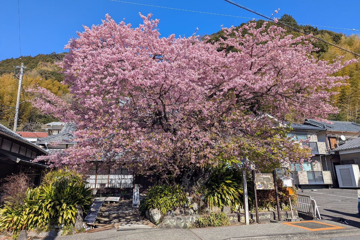 この見事な河津桜の原木。この原木が始まりだと思うと、自然の力のすごさにあらためて驚かされる