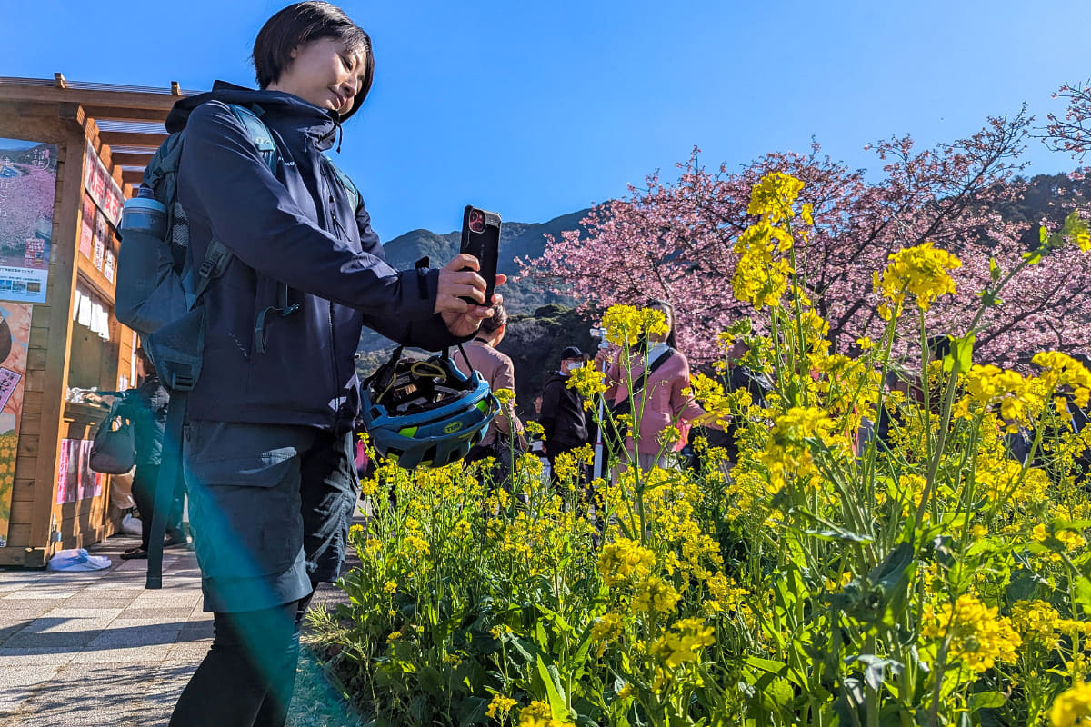 人生で満開の河津桜を見られる機会はそんなにないだろう。春のような暖かさの中で菜の花も咲いていた。ライドの記念に1枚