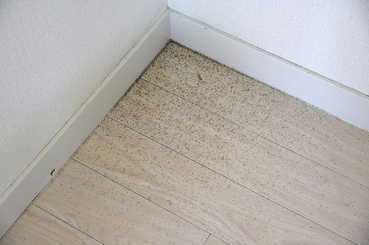 部屋の隅に砂をまいたところ