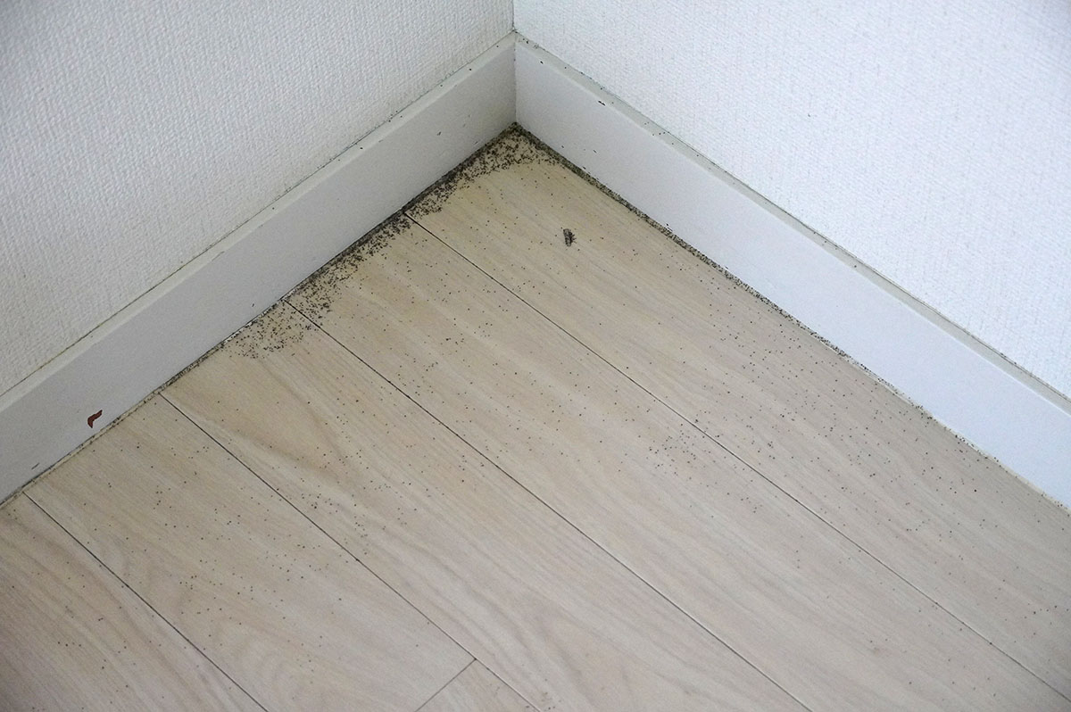 掃除後も少し砂が残っています