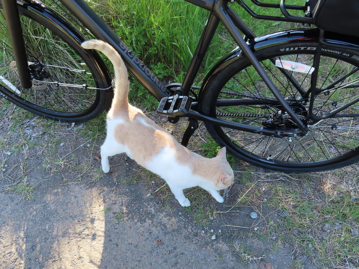 ここ数年の筆者は地域猫を探して走る「猫サイクリング」をよくやります。これは別のe-bikeですが、猫サイクリングで仲良くなった地域猫の「くるみちゃん」