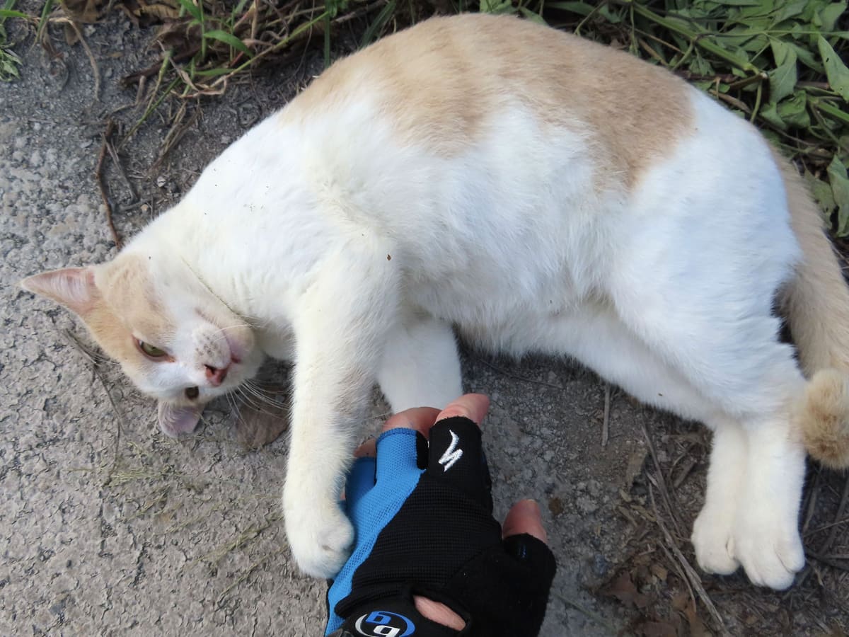 お腹を触らせてくれるくるみちゃん