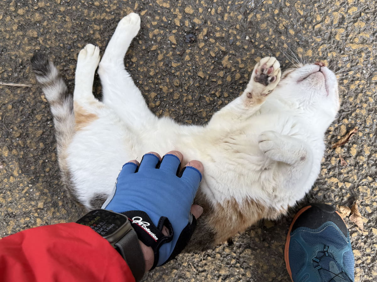 こちらは別の場所にいるメスのボス猫。ようやく仲良くなり、お腹を触らせてくれるようになりました
