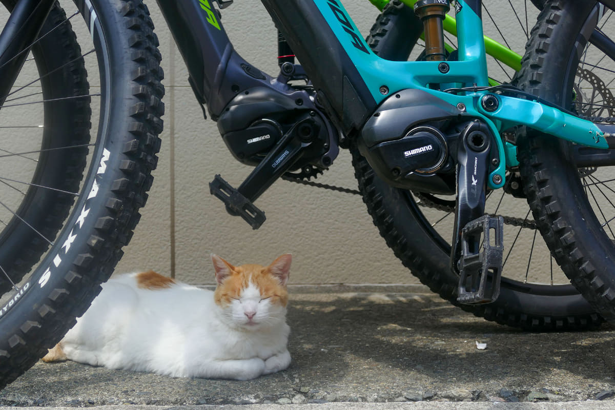 またもや別のe-bikeですが某「猫島」で出会ったアイドル猫ちゃん。e-bikeは走り出しがラクなので、「あっ猫!」と思ったらすぐ停車して写真を撮れます。人力自転車だと「止まると走り出すのに疲れるから……」と猫写真を逃しがち?