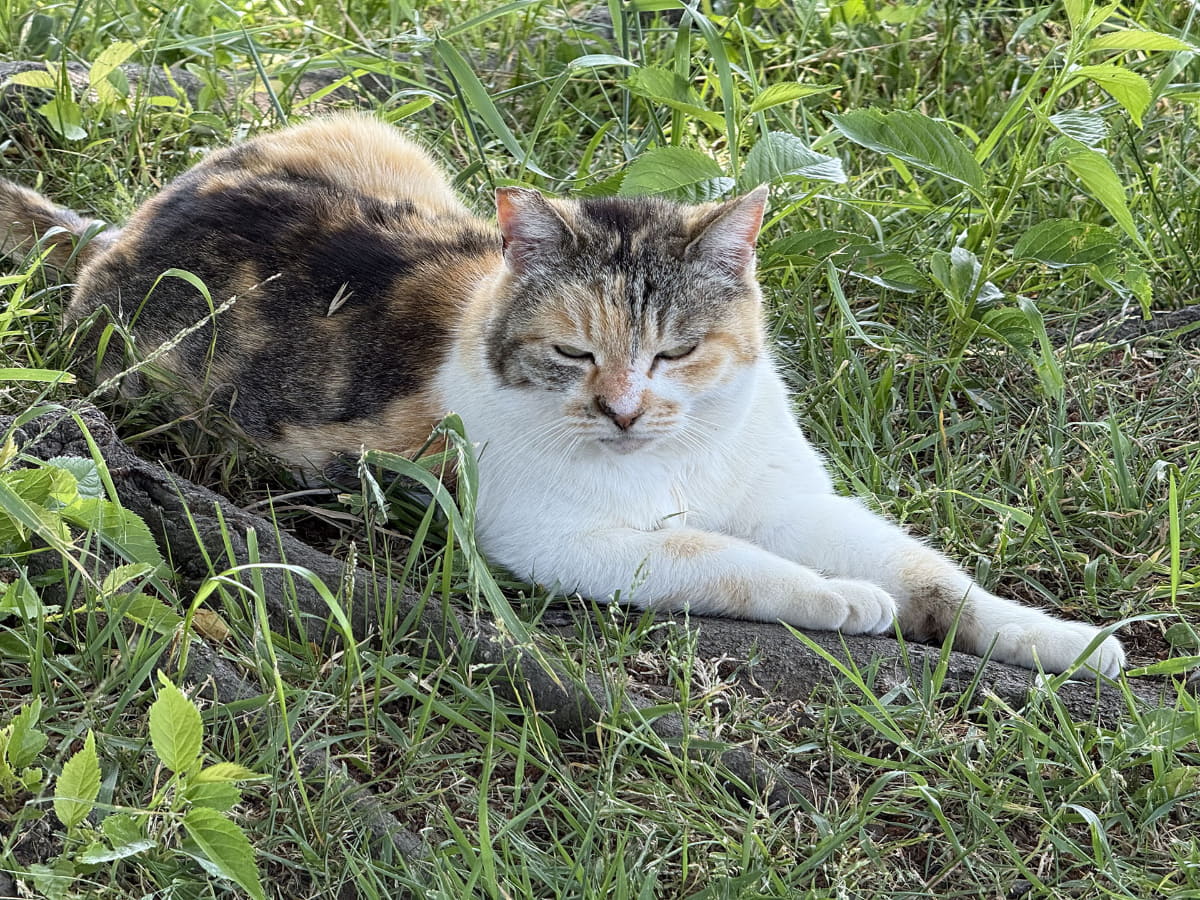 休憩していたら地域猫ちゃん出現。e-bikeに興味が……?