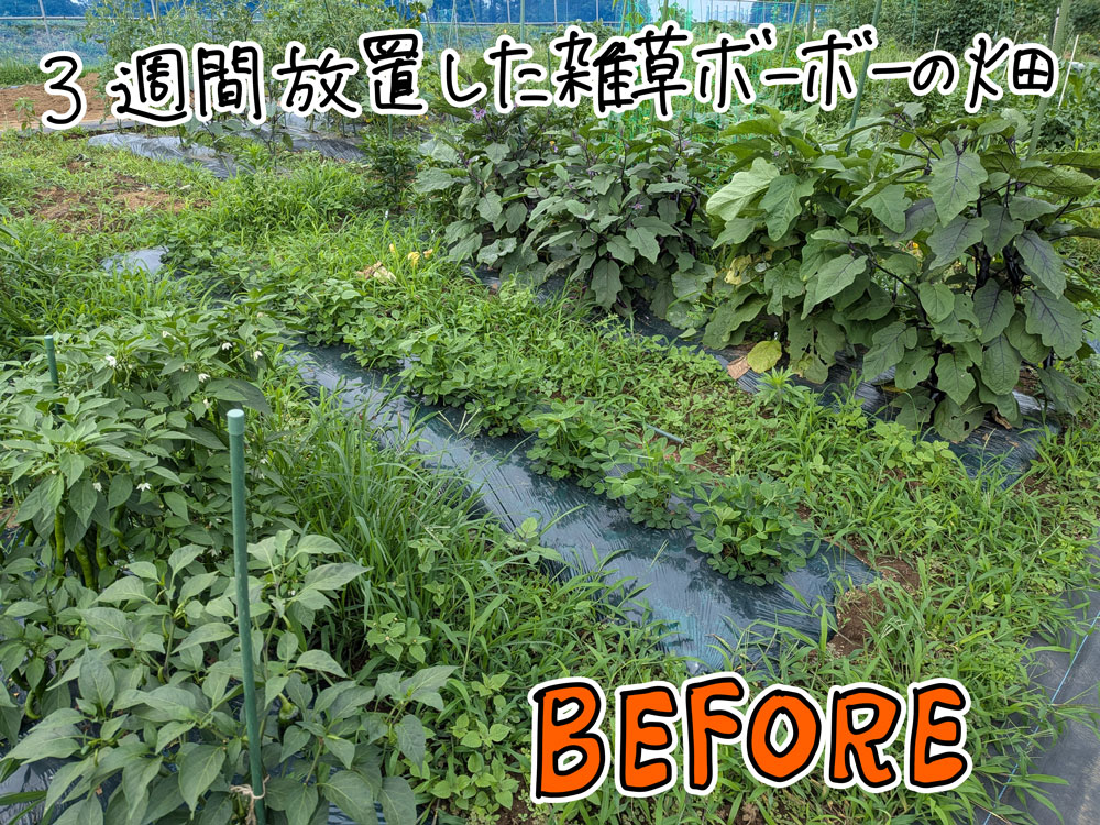 雑草を放置していたので、けっこう大変な状態になっている