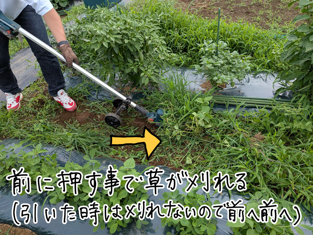 長い草も進むだけでバサバサ倒れていく