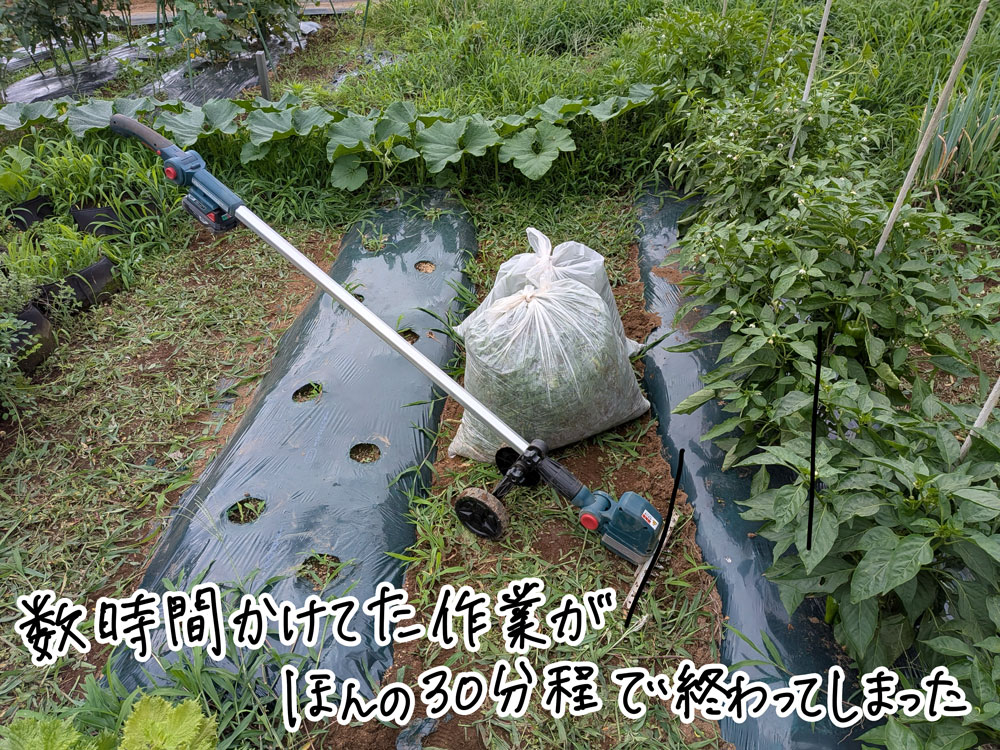 全体は刈り切れなかったけれど、短時間でかなり綺麗になった。すごい!