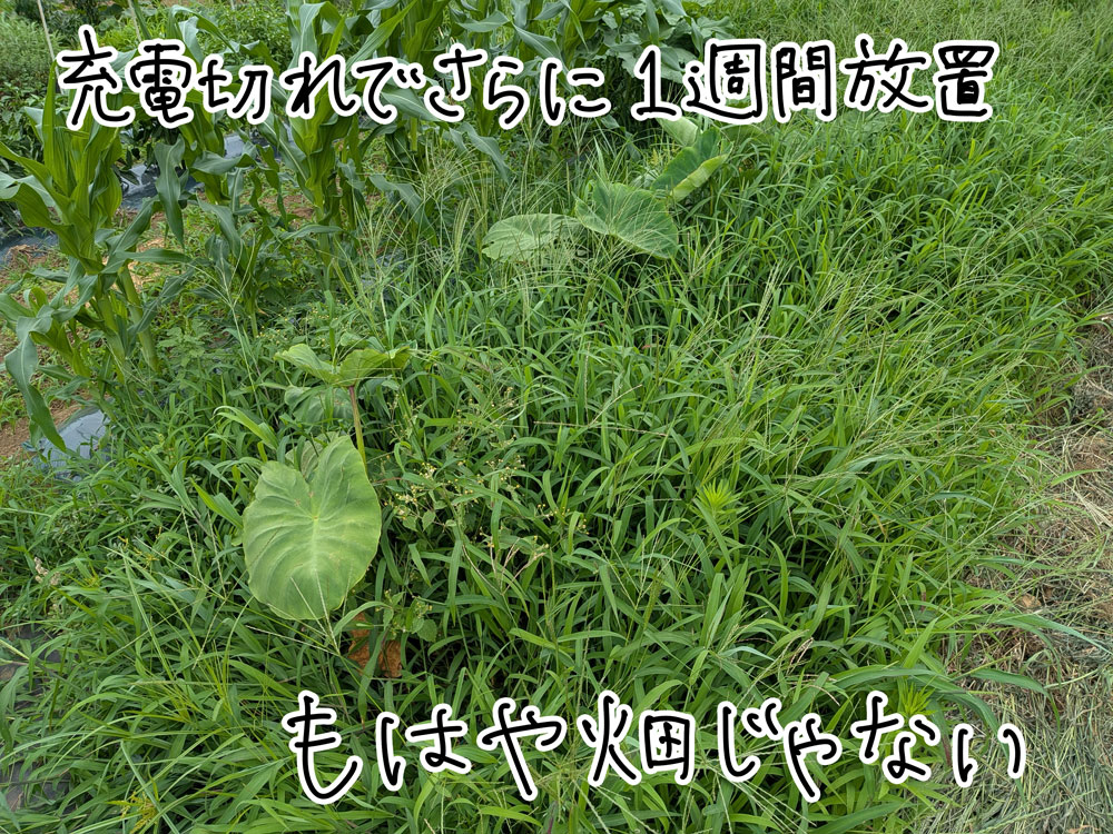 雑草が伸びすぎてもはや畑じゃないみたい