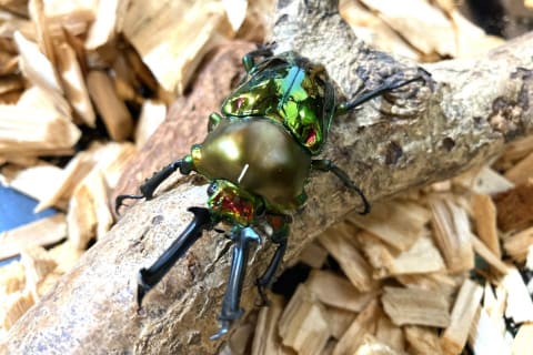 ヘラクレスオオカブト② 2024年最新版】ヘラクレスオオカブトのギネス記録が更新！190mmも夢