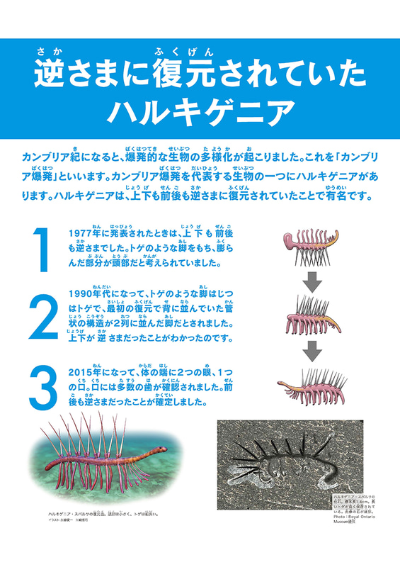 逆さまに復元されていたハルキゲニア