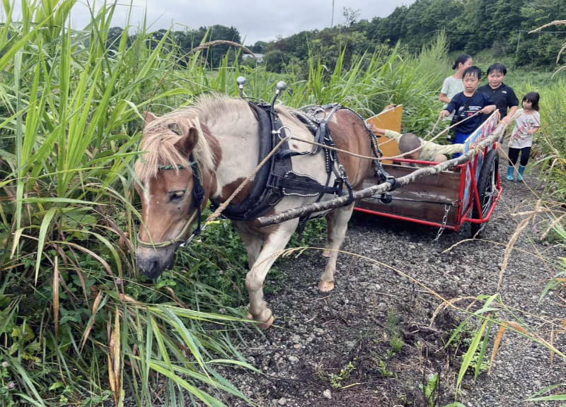 持続可能な林業手法として「馬搬（ばはん）」に取り組む林業家が馬に触れ合う体験を提供