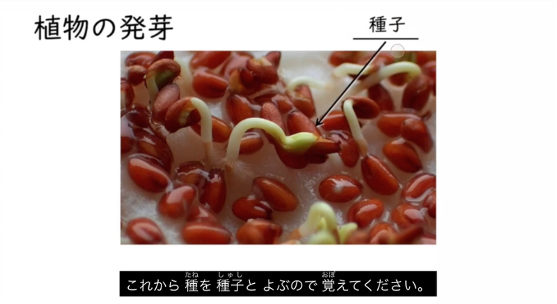 ふりがな（ルビ）付きの「やさしい字幕」が表示されたICT教材eboardの映像授業