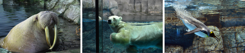 LABO4「氷の海にくらす動物たち」で極地動物の生態を学べる